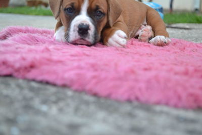 Close-up of puppy