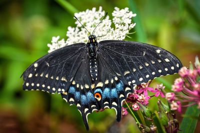 Close-up of butterfly pollinating on flower