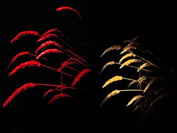 Illuminated firework display against black background