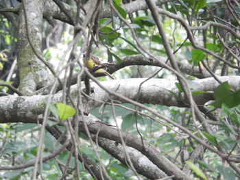 Close-up of bird perching on tree