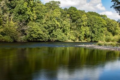 Scenic view of lake against trees in forest