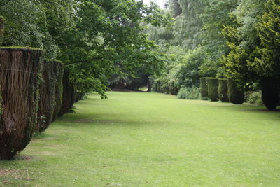 Trees in grass