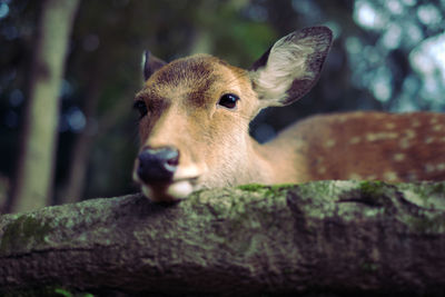 Portrait of deer