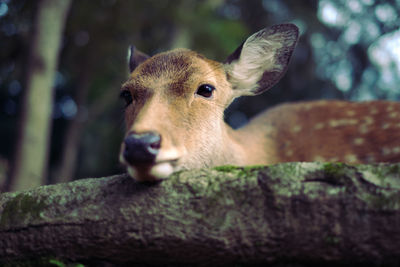 Portrait of deer on log