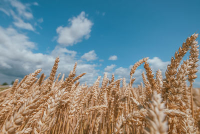 Close-up of wheat growing on field against sky