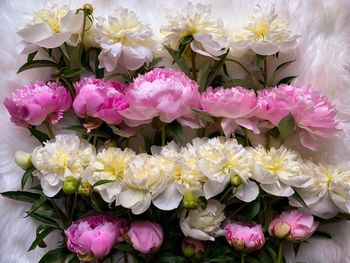 High angle view of pink flowering plants