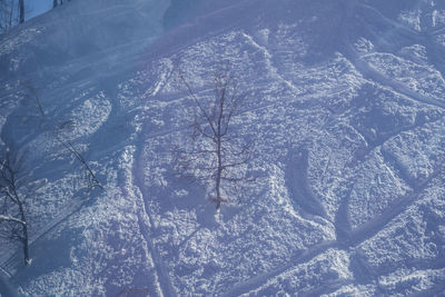 Full frame shot of snow covered tree