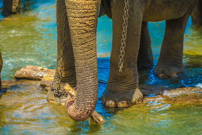 Elephant drinking water