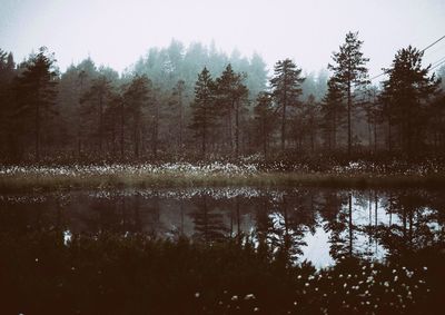 Reflection of trees in water