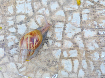 Close-up of snail on sea