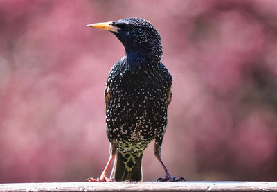 A starling on the deck in front of a flowering spring tree