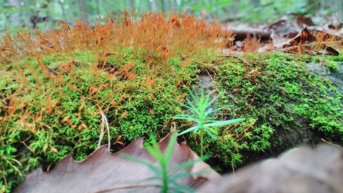 High angle view of snake on grass in forest