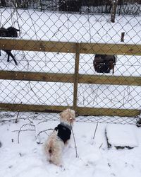 Dog on field during winter