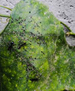 High angle view of raindrops on plant
