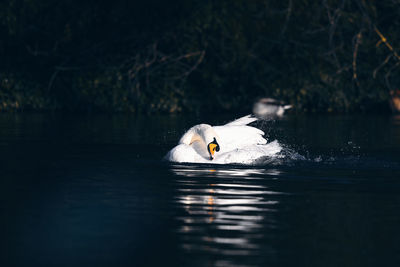 Swan swimming in lake