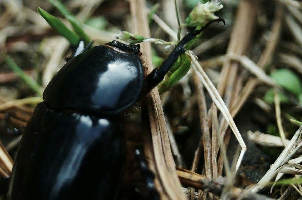 close-up, focus on foreground, growth, plant, leaf, selective focus, nature, black color, green color, day, outdoors, no people, field, freshness, grass, fruit, beauty in nature, high angle view, sunlight, growing