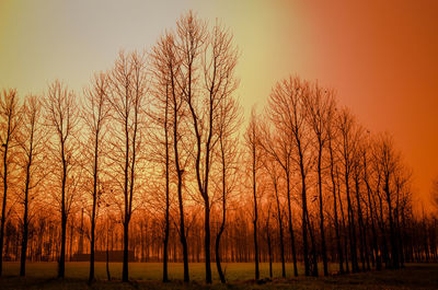 Silhouette bare trees on landscape against orange sky