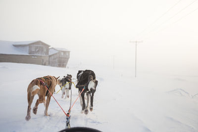 Sled dogs walking on snow against sky during sunset