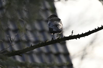 bird