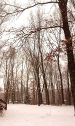 Bare trees on snow covered landscape