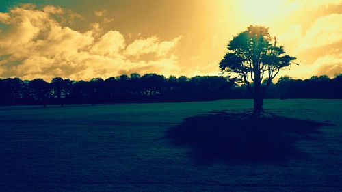 Silhouette trees on landscape against sky during sunset