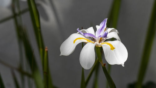 Close-up of white iris