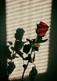 Close-up of red rose with shadow on wall