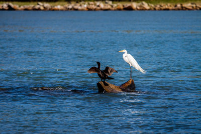 View of birds in sea