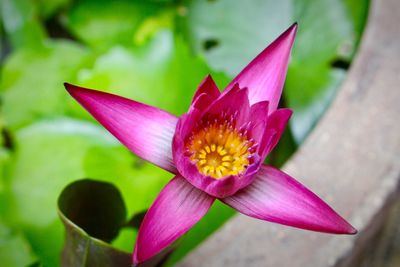 Close-up of lotus water lily