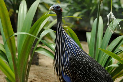 Close-up of bird against blurred background