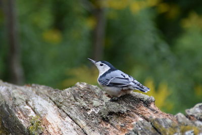 Close-up of bird perching on tree trunk