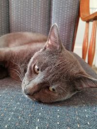 Close-up portrait of cat relaxing at home