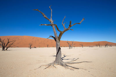 Bare tree on sand dune against clear sky