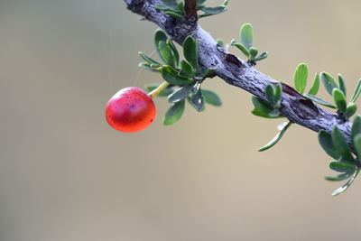 Close-up of red flower