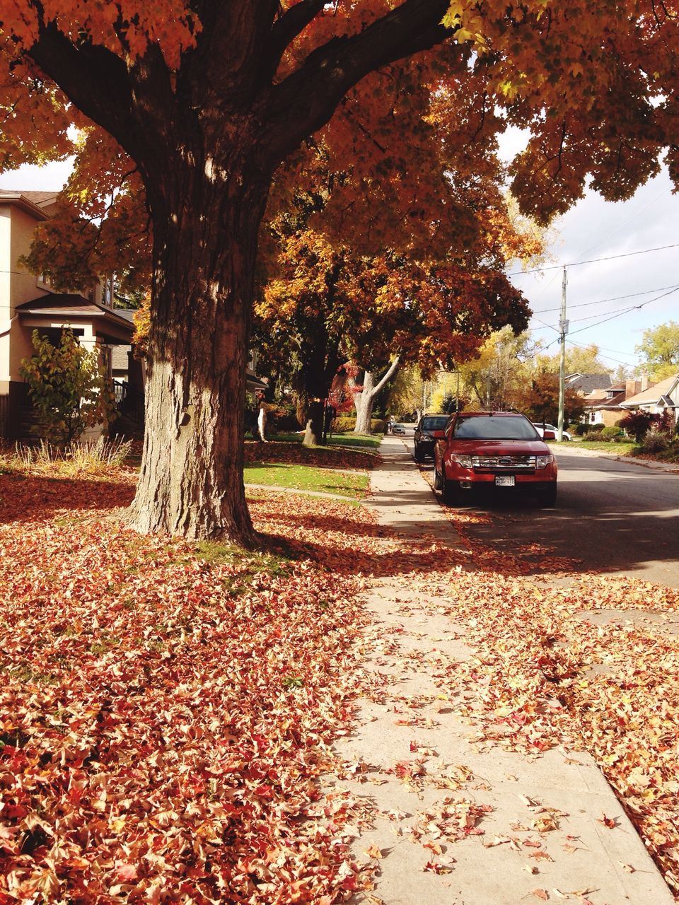 tree, autumn, transportation, car, land vehicle, street, mode of transport, change, season, road, leaf, the way forward, sidewalk, footpath, fallen, park - man made space, tree trunk, treelined, branch, building exterior