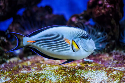 Sohal surgeonfish underwater