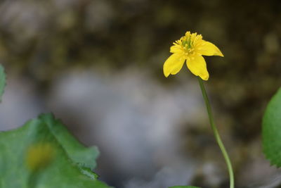 Close-up of yellow flowering plant