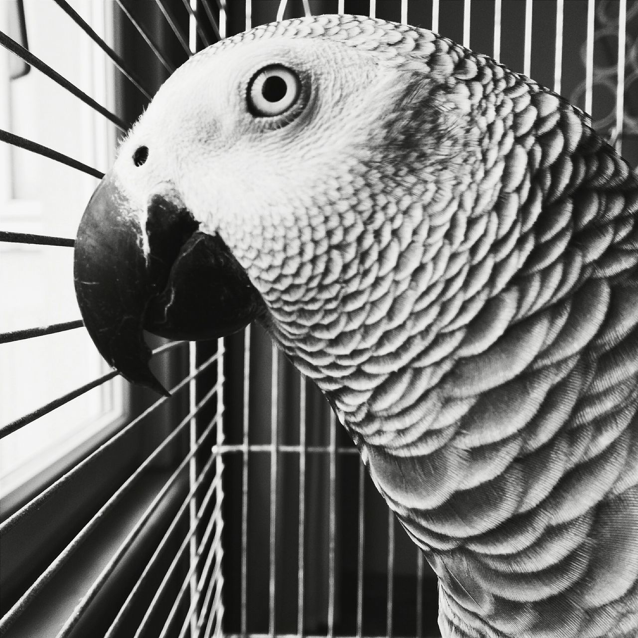 animal themes, one animal, bird, animals in the wild, wildlife, cage, close-up, focus on foreground, animals in captivity, portrait, beak, animal head, looking at camera, owl, indoors, zoo, perching, no people, bird of prey, day