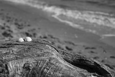 Close-up of lizard on beach