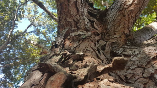 Low angle view of tree in forest