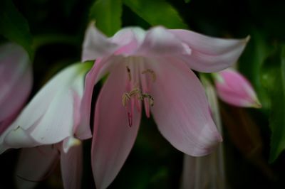 Close-up of pink flowers