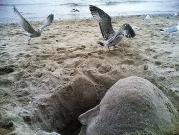 Seagulls flying over beach