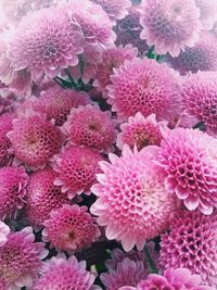 Full frame shot of pink flowering plants