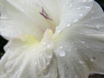 Close-up of white flowers