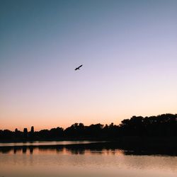 Birds flying over sea
