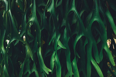 Full frame shot of bamboo plants on field