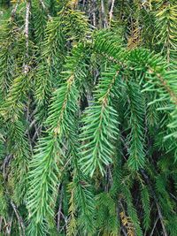 Close-up of leaves growing on tree