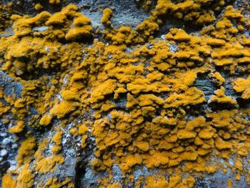 Full frame shot of yellow lichen