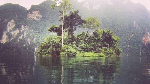 Scenic view of lake in forest