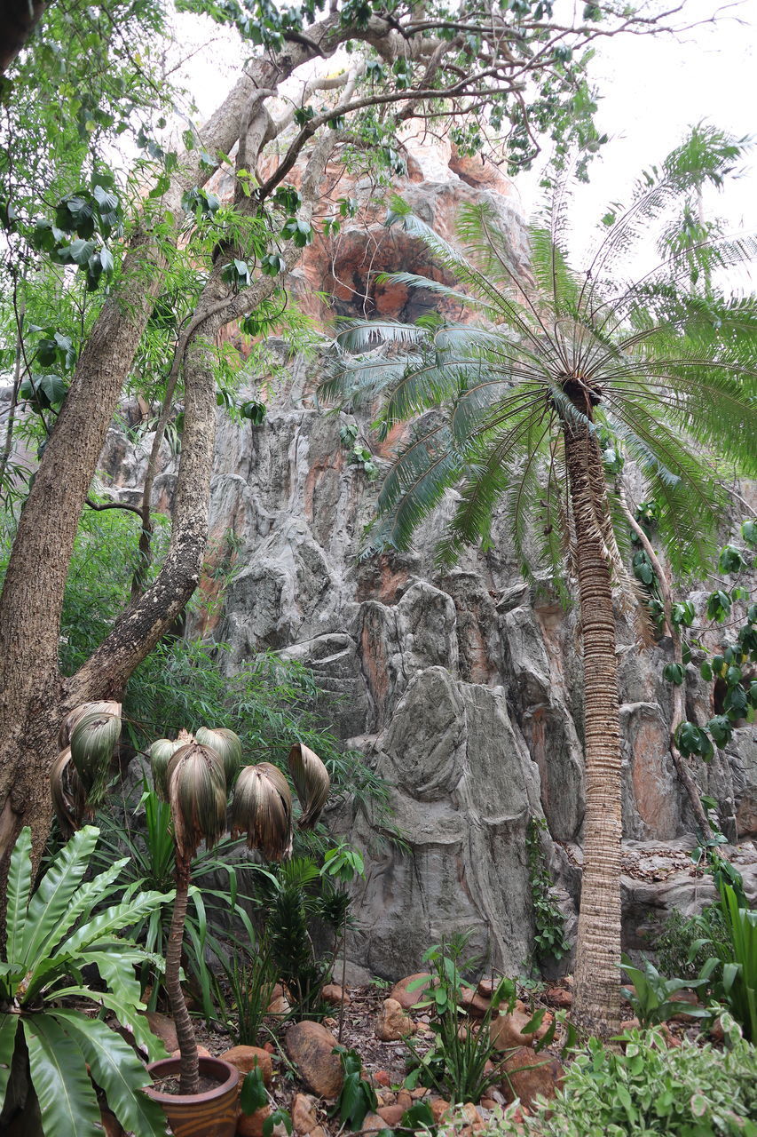 VIEW OF DEAD TREE